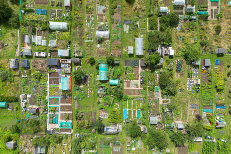 How To Make the Most of Your Allotment